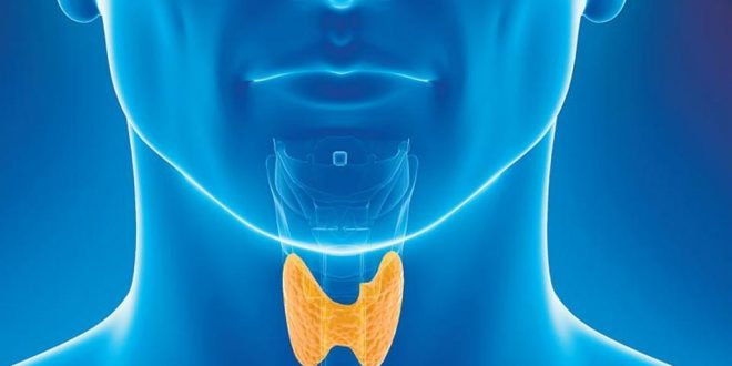 Thyroid