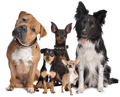 suitable accommodations for dog