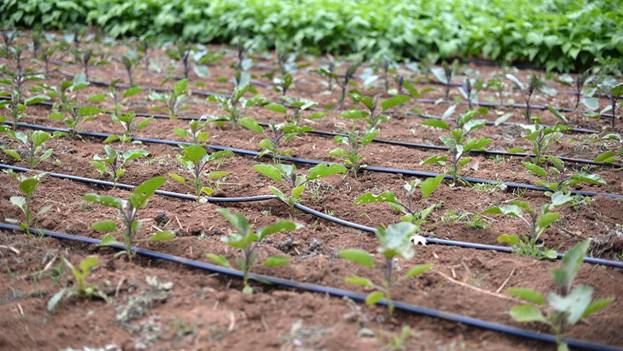 Drip irrigation