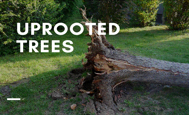 When to uproot a tree