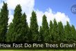 How Fast Do Pine Trees Grow?