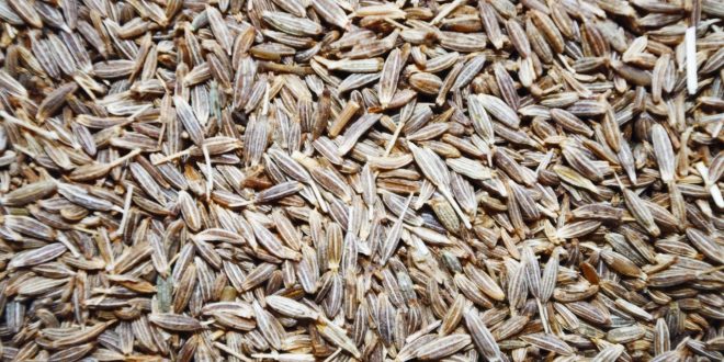 4 Seeds That Help You Massively In Weight Loss