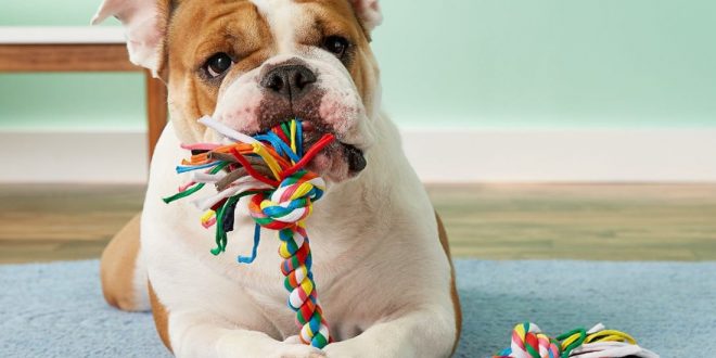 Dental Toys for the Dogs
