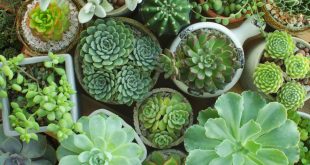 succulent plant