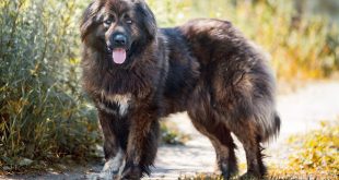 Russian Dog Bear