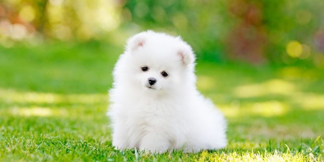 Puppy