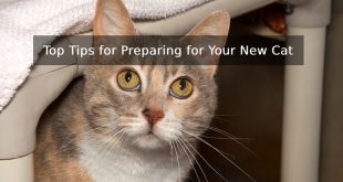 Top Tips for Preparing for Your New Cat