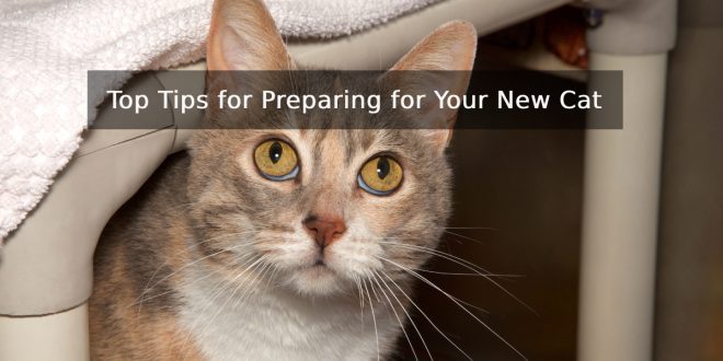 Top Tips for Preparing for Your New Cat