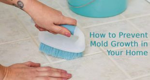 How to Prevent Mold Growth in Your Home