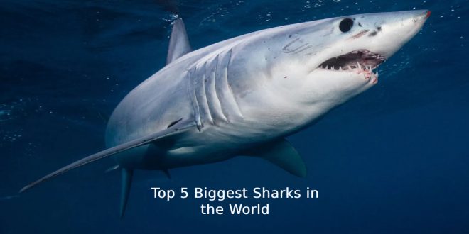biggest shark in the world