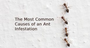 Ant Infestation