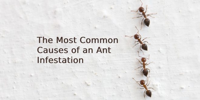 Ant Infestation