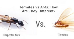 Termites vs Ants