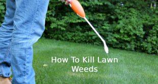 How To Kill Lawn Weeds