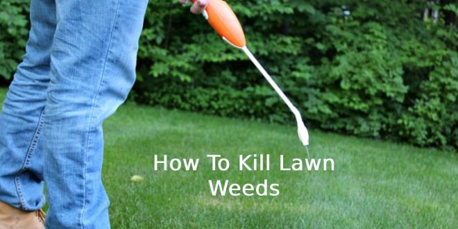 How To Kill Lawn Weeds
