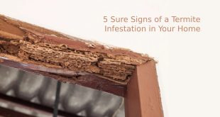 5 Sure Signs of a Termite Infestation in Your Home