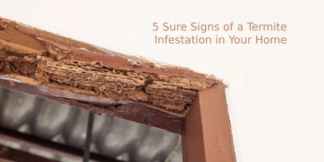 5 Sure Signs of a Termite Infestation in Your Home