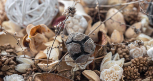 Sola Wood Flowers