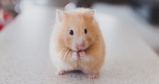 Rodent Infestation
