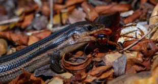 What Do Reptiles Eat