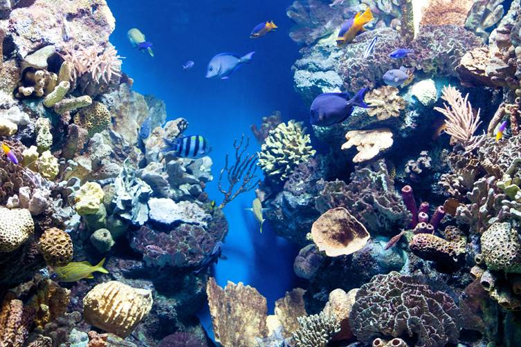 Diving in Bali