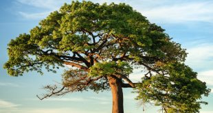professional tree service