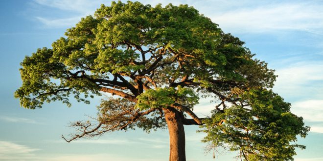 professional tree service