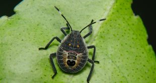 How to Eliminate and Prevent Baby Stink Bugs From Spreading