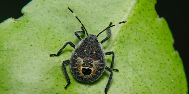 How to Eliminate and Prevent Baby Stink Bugs From Spreading