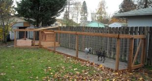 Dog Run