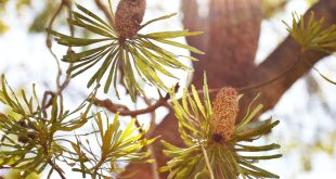 native plants