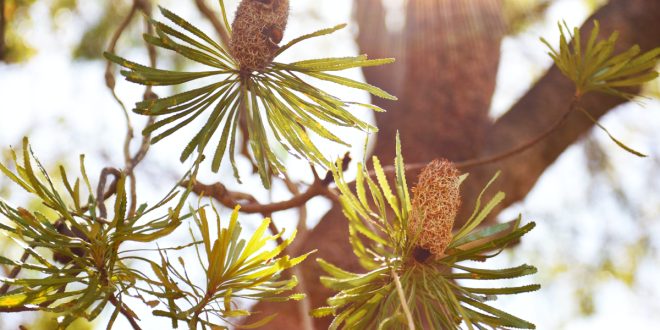 native plants
