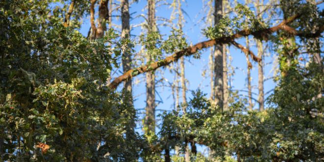 tree service