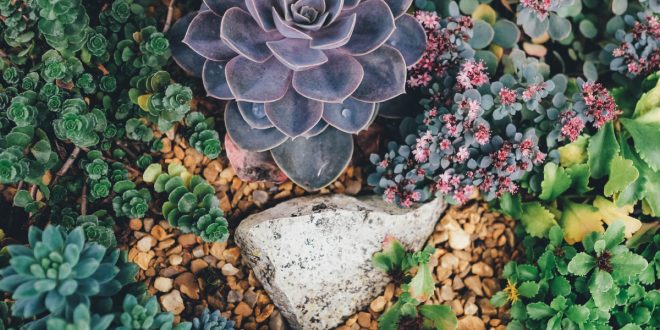 maintaining lawns and plants