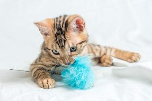 Why Should You Invest in High-Quality Cat Toys