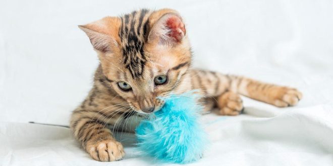 Why Should You Invest in High-Quality Cat Toys