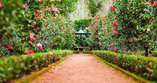 Mistakes To Avoid in Your Garden