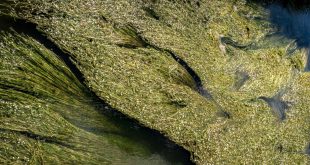 Understanding the Different Types of Pond Algae