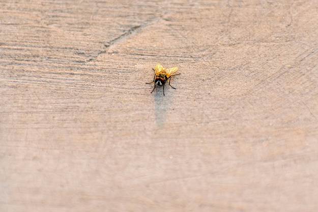 Roof inspection for preventing bug infections