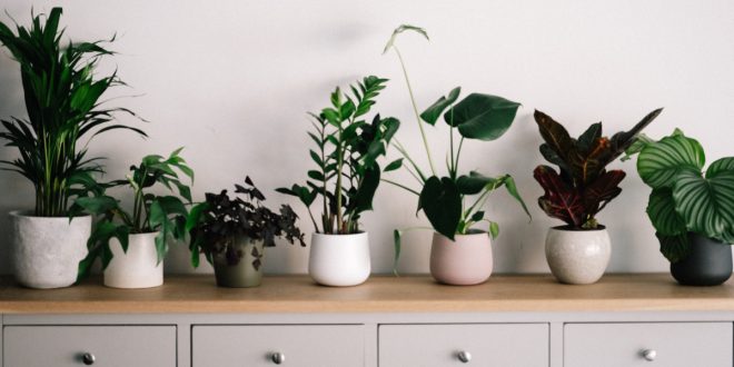 indoor plant pots