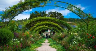 beautify your garden