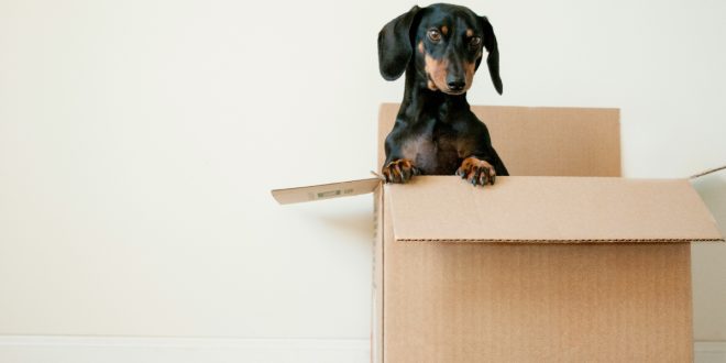 experienced movers