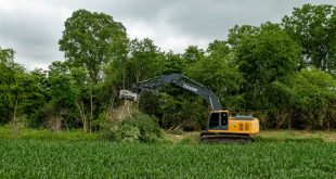 Tree Removal Services