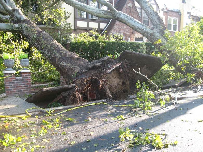 Tree Removal