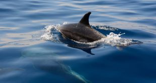Are Dolphins Mean