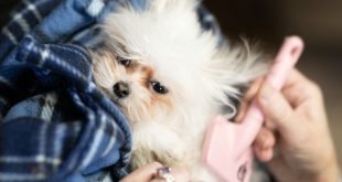 Dog Grooming