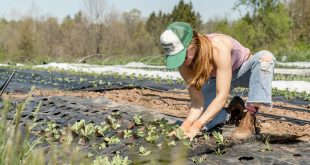 gardening