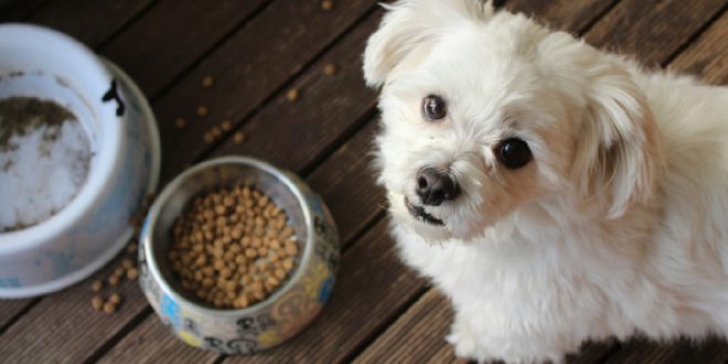 dog food