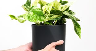 Plants Delivery in Bangalore