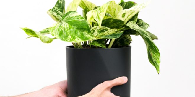 Plants Delivery in Bangalore